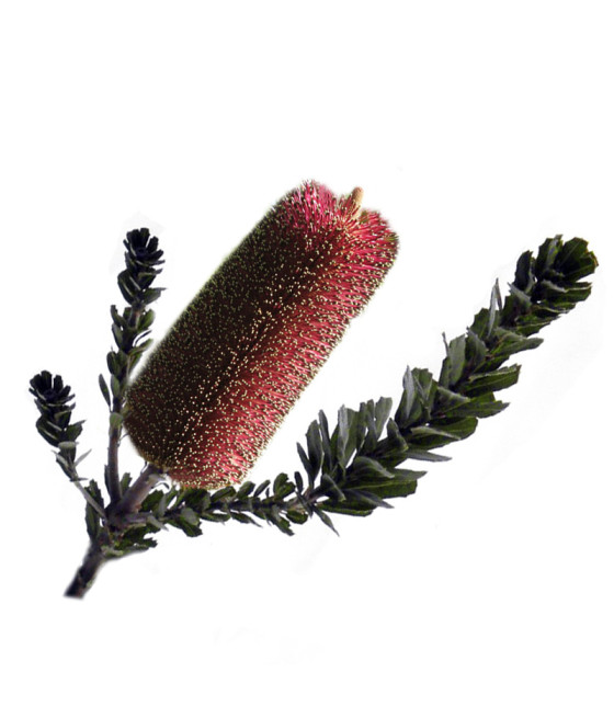 Sementes de Banksia Praemorsa