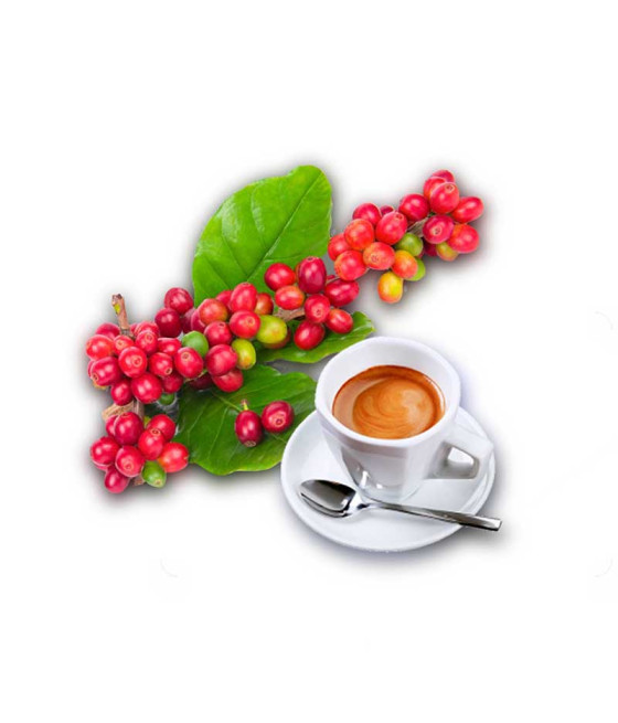 Sementes de Café Arábica