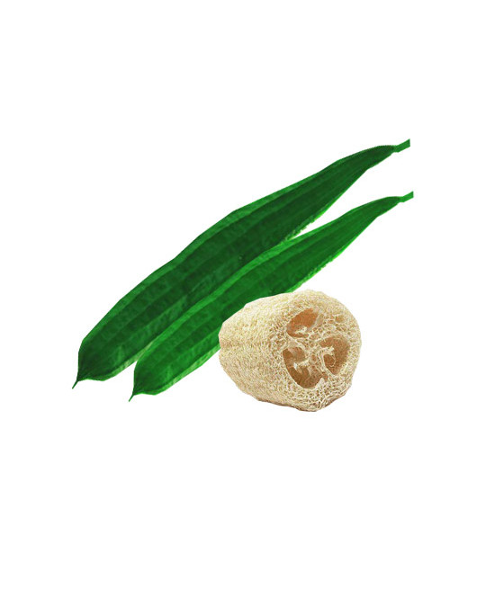 Sementes de Luffa - Esponja...