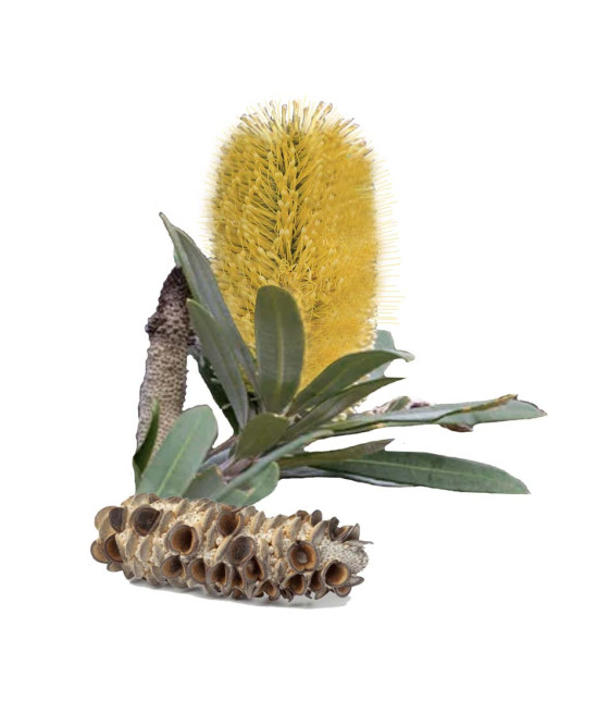 Sementes de Banksia...