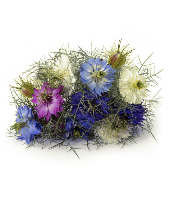 Sementes de Nigella...