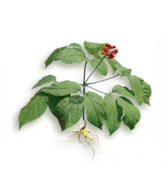 Ginseng