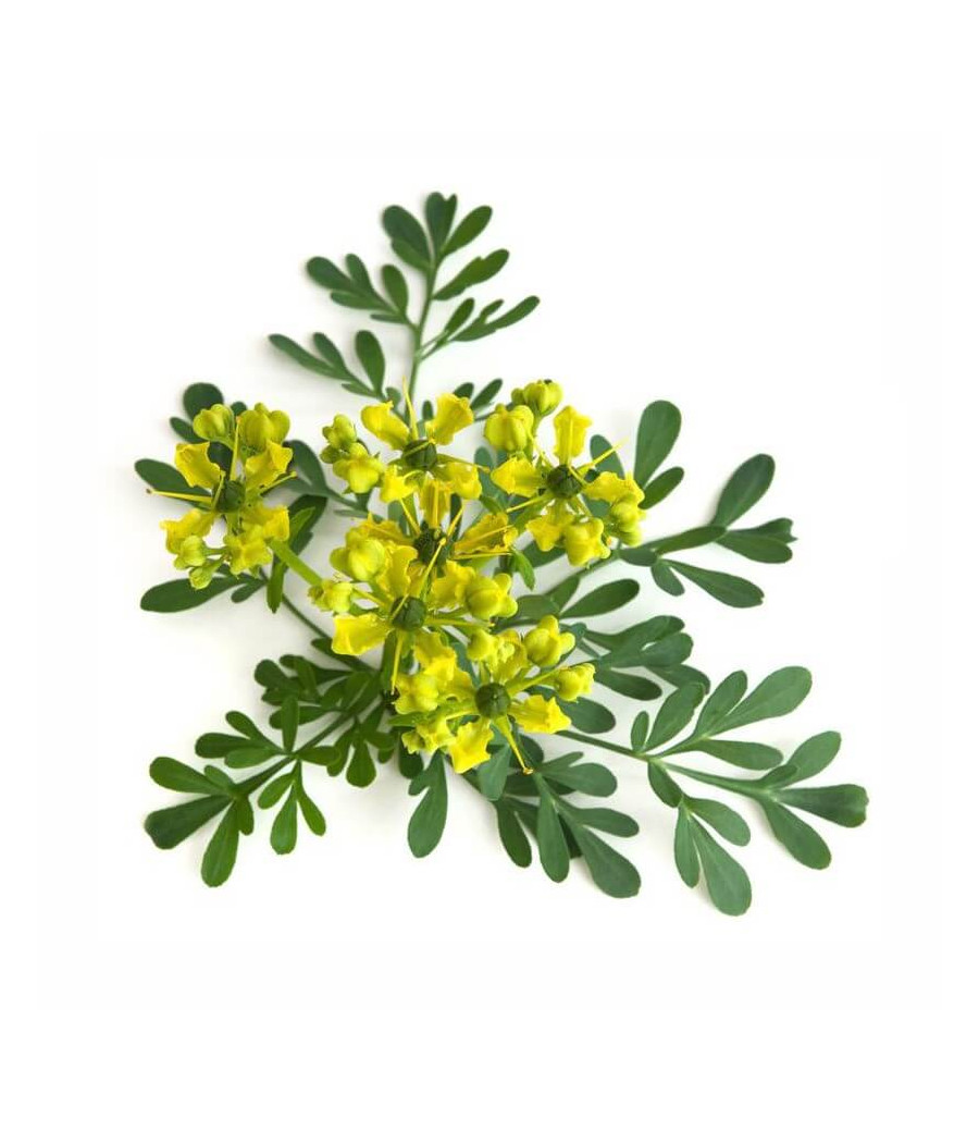 Arruda