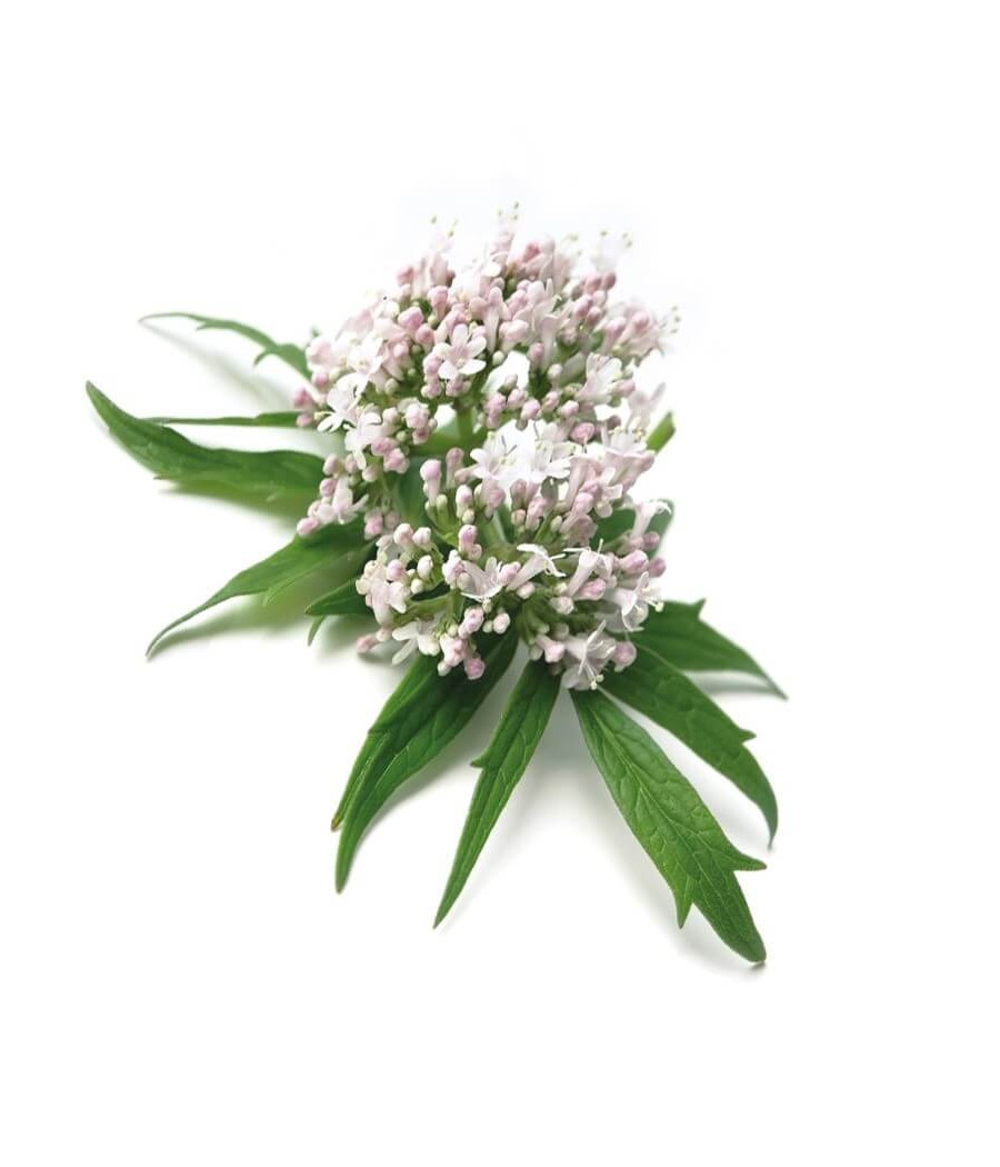 Valeriana
