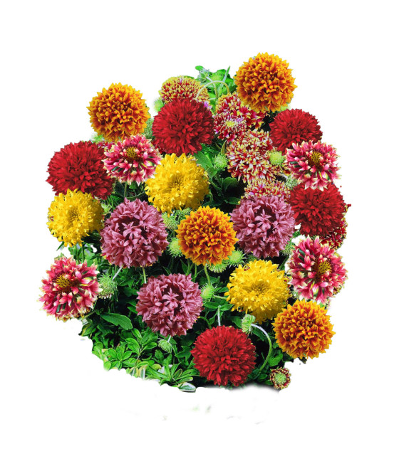 Sementes de Gaillardia Gigante Dobrada Mistura
