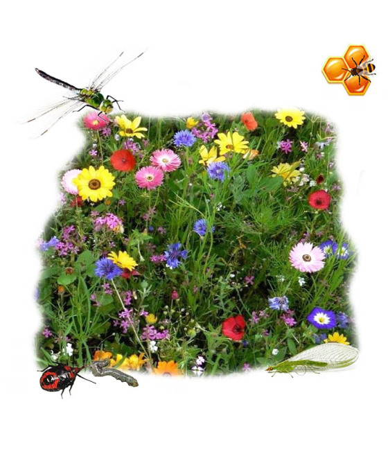 Sementes de Flores Auxiplus