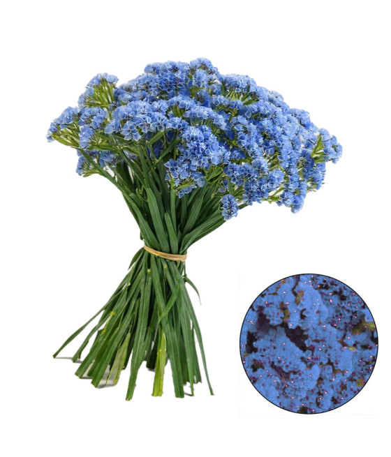 Sementes de Statice Azul