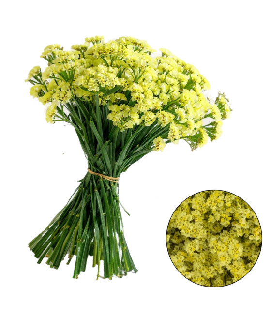 Sementes de Statice Amarelo