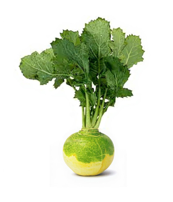 Sementes de Rutabaga...