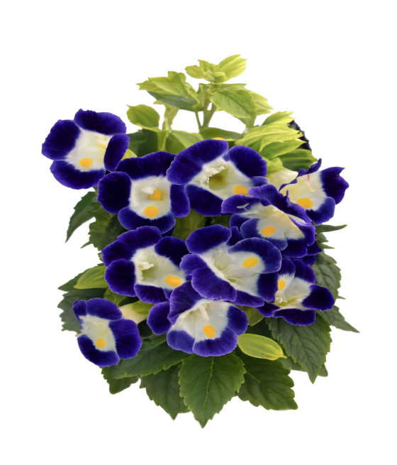 Sementes de Torênia Azul e...