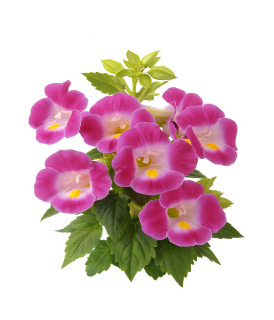 Sementes de Torênia Rosa