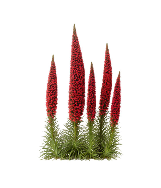 Sementes de Tajinaste Vermelho