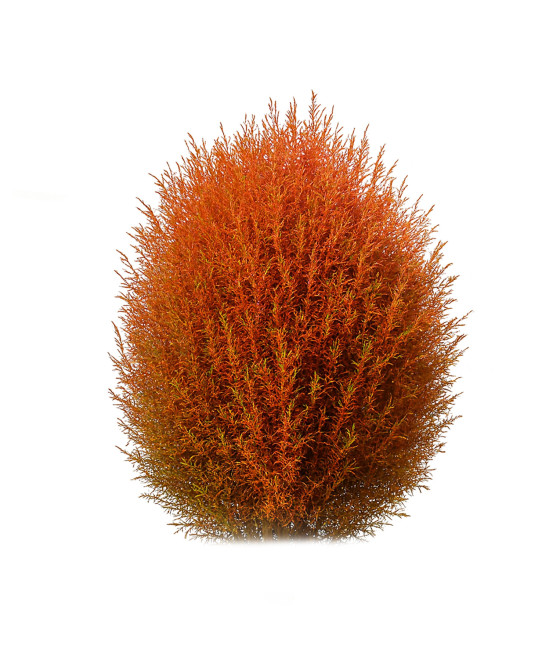 Sementes de Kochia Vermelho...