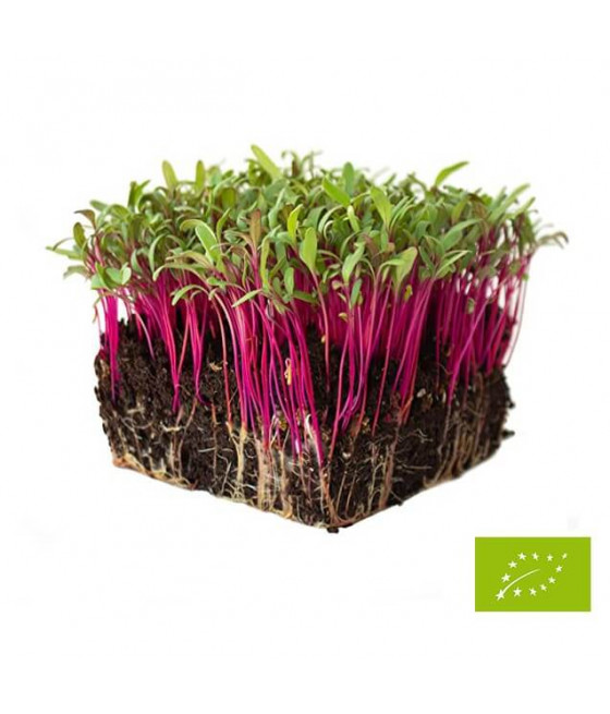 Beterraba Mistura para Micro Vegetais