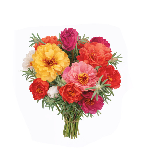 Sementes de Portulaca Dupla...