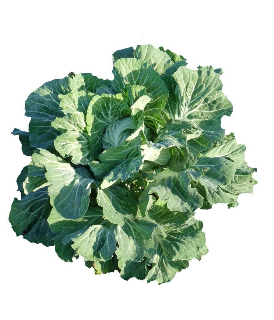 Couve Forrageira Asa de Cântaro