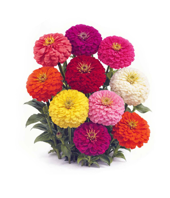 Sementes de Zinia Pompom Mistura