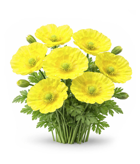 Sementes de Papoila Amarelo Limão