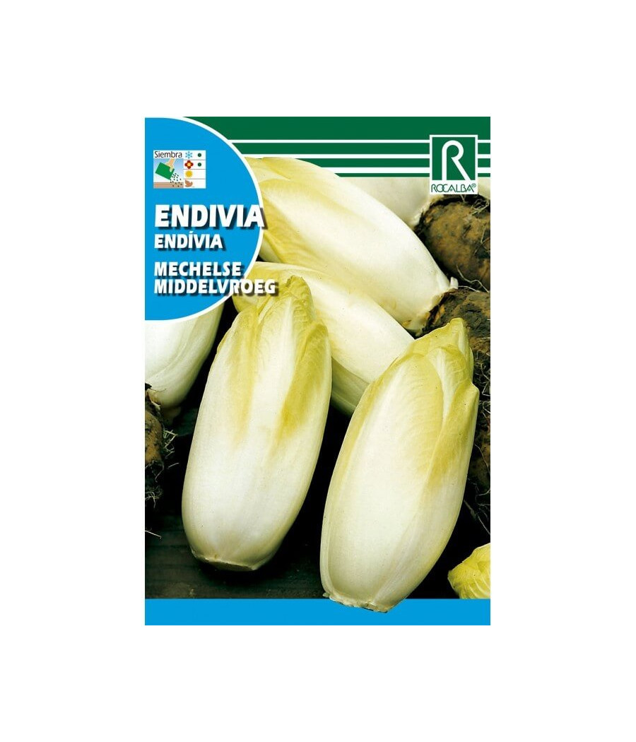 Endivia Mechelse Middelvroeg