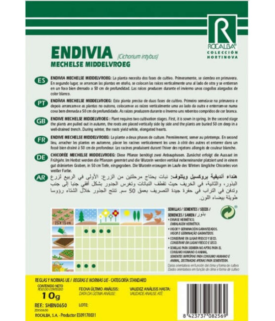 Endivia Mechelse Middelvroeg