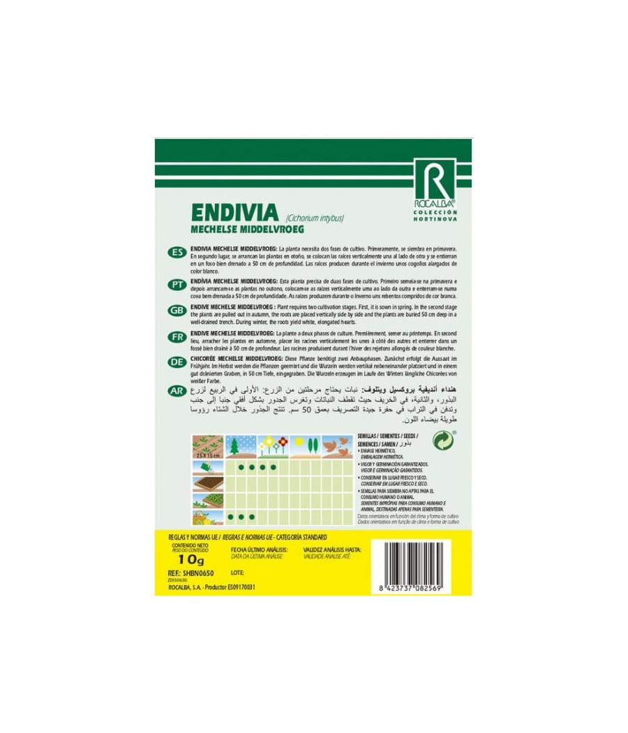 Endivia Mechelse Middelvroeg