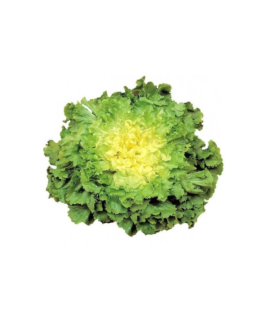 Escarola Frisada Dupla de Verão
