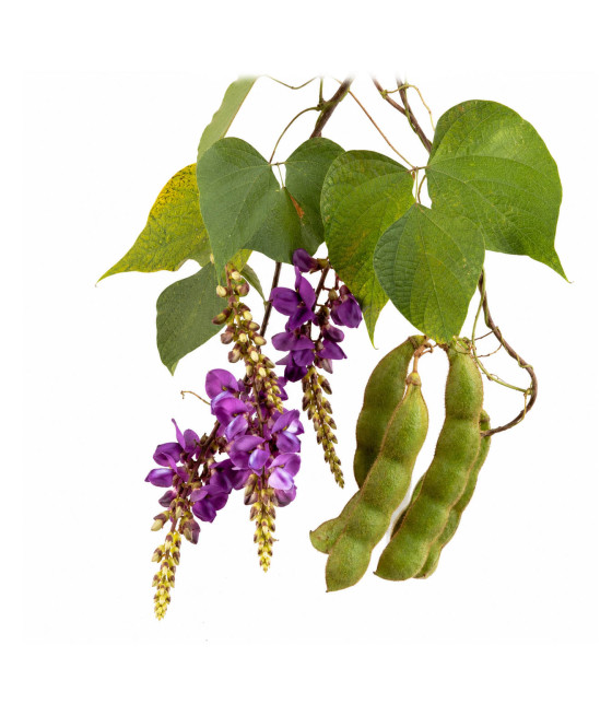 Sementes de Feijão-de-Veludo  (Mucuna)