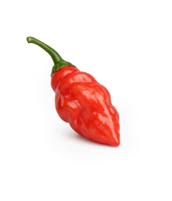 Sementes de Pimenta Boule de Feu (Bola de fogo)