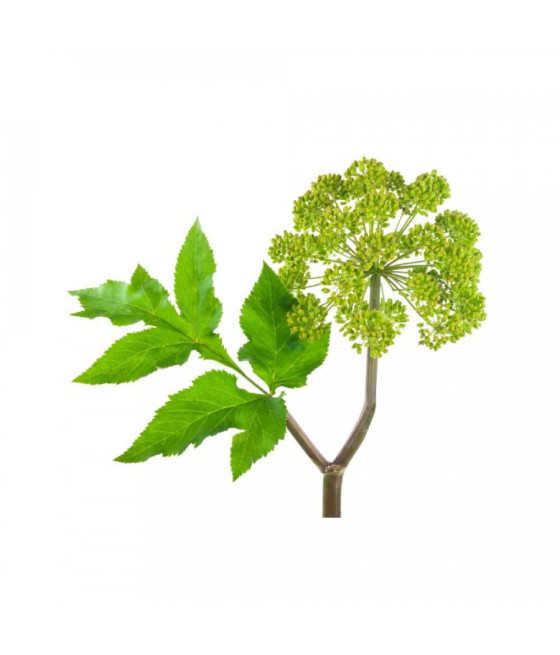 Sementes de Angelica