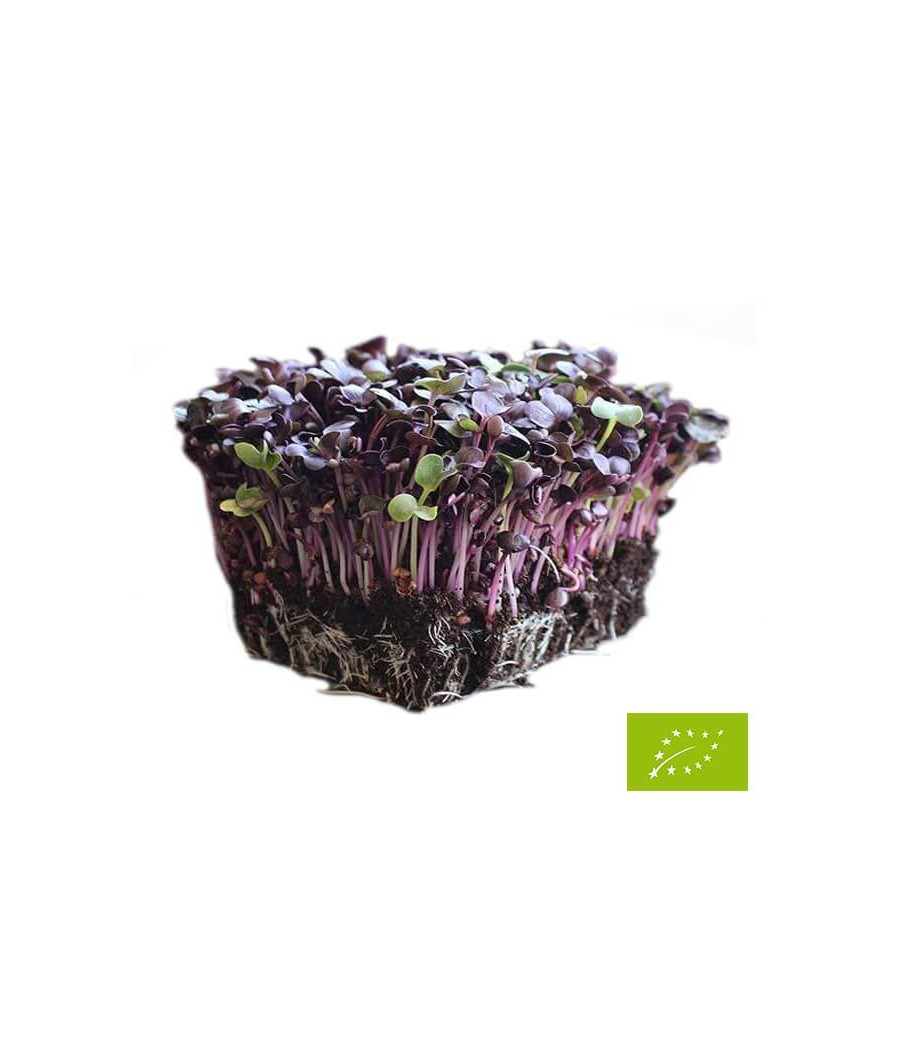 Mistura de Rabanetes para Micro Vegetais
